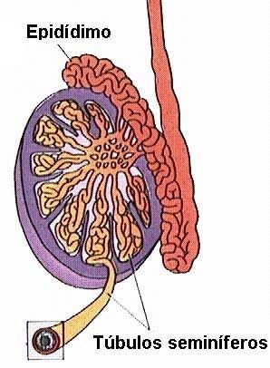 HISTOLOGÍA DEL APARATO REPRODUCTOR MASCULINO