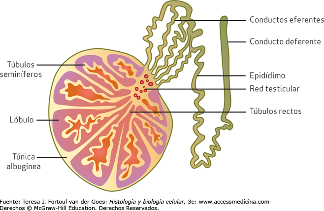 HISTOLOGÍA DEL APARATO REPRODUCTOR MASCULINO