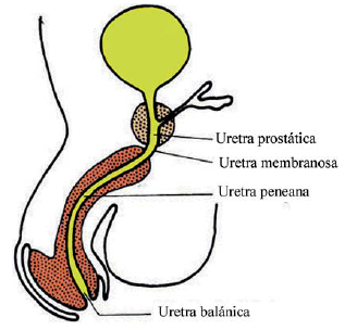 HISTOLOGÍA DEL APARATO REPRODUCTOR MASCULINO