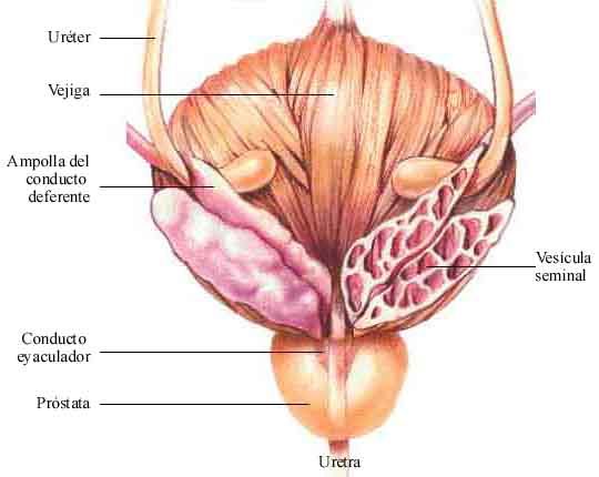 HISTOLOGÍA DEL APARATO REPRODUCTOR MASCULINO