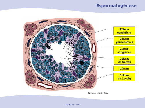 HISTOLOGÍA DEL APARATO REPRODUCTOR MASCULINO