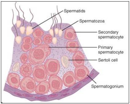 Histologia do Sistema Reprodutor Masculino