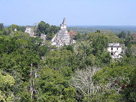 patrimonio natural de Guatemala:El parque está cubierto por selva umbrófila primaria, con un dosel que se eleva hasta unos cincuenta metros.