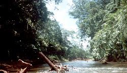 patrimonio natural de honduras:biosfera del rio platano Copán es un sitio arqueológico de la antigua civilización maya ubicado en el depa...