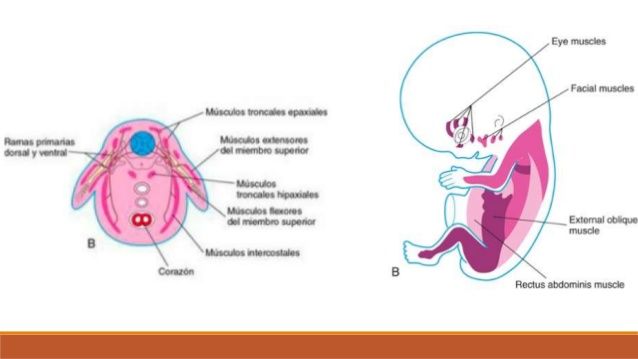MAPA MIXTO DEL DESARROLLO DEL SISTEMA MUSCULAR.