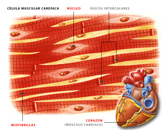 MAPA MIXTO DEL DESARROLLO DEL SISTEMA MUSCULAR.