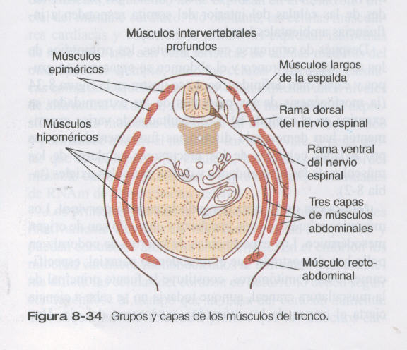 MAPA MIXTO DEL DESARROLLO DEL SISTEMA MUSCULAR.