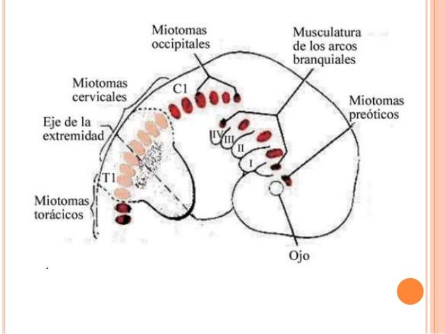 MAPA MIXTO DEL DESARROLLO DEL SISTEMA MUSCULAR.