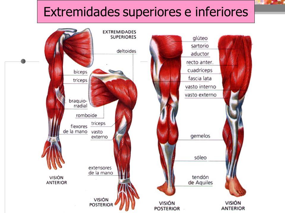 MAPA MIXTO DEL DESARROLLO DEL SISTEMA MUSCULAR.
