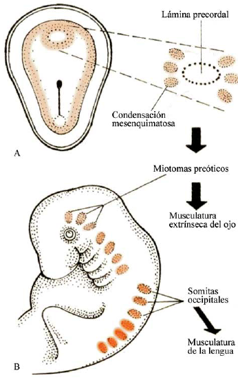 MAPA MIXTO DEL DESARROLLO DEL SISTEMA MUSCULAR.