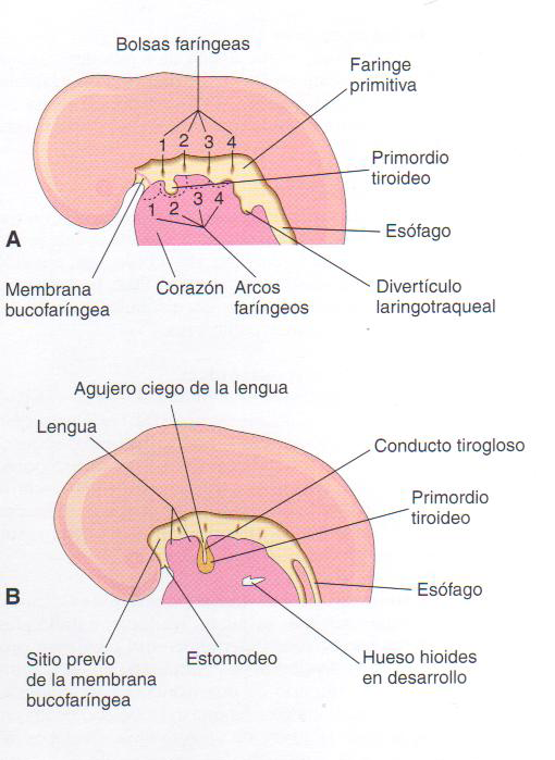 MAPA MIXTO DEL DESARROLLO DEL SISTEMA MUSCULAR.