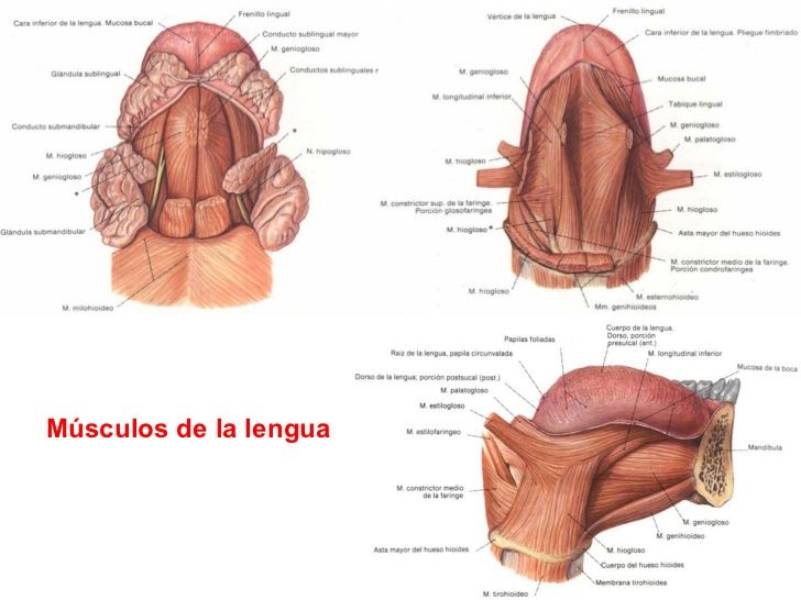 MAPA MIXTO DEL DESARROLLO DEL SISTEMA MUSCULAR.