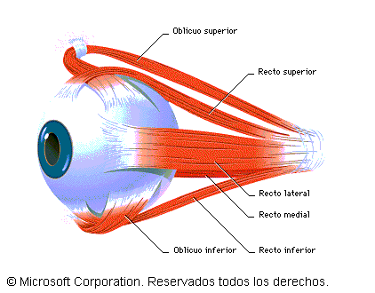 MAPA MIXTO DEL DESARROLLO DEL SISTEMA MUSCULAR.