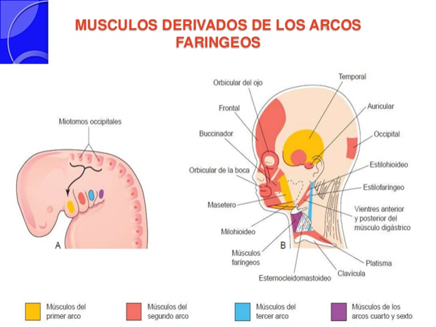 MAPA MIXTO DEL DESARROLLO DEL SISTEMA MUSCULAR.