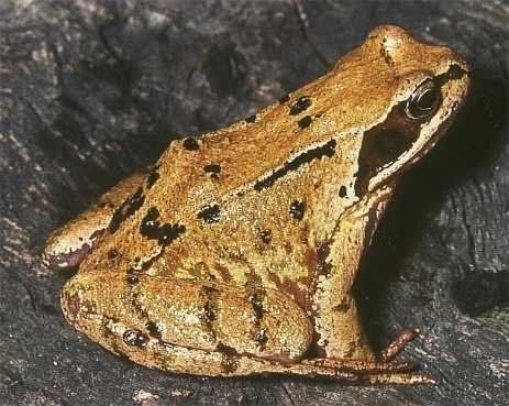 Skokan hnědý