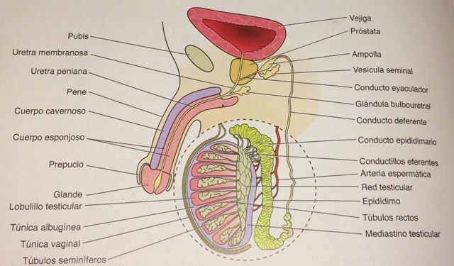 Histología del sistema reproductor masculino