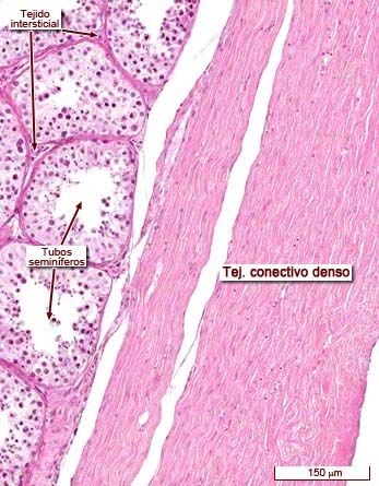 Histología del sistema reproductor masculino