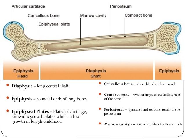 The Skeletal System