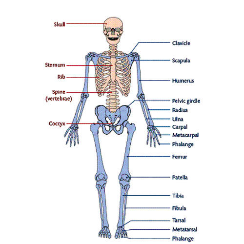 The Skeletal System