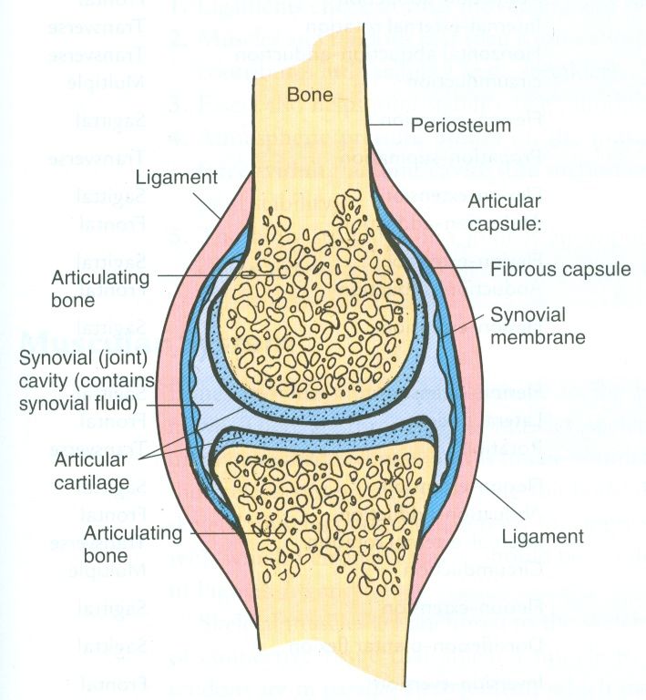 The Skeletal System