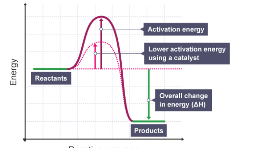 draw an energy level diagram showing the effect of an enzyme on activation energy