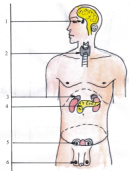 Sistema endocrino