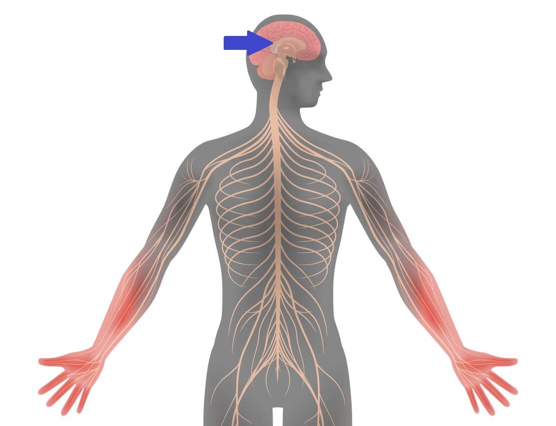 (Fusión) Aparatos y sistemas del cuerpo humano