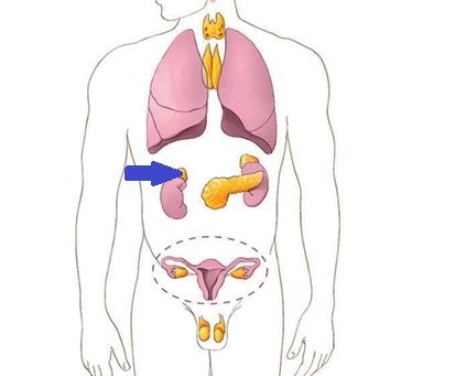 Glándula Suprarrenal