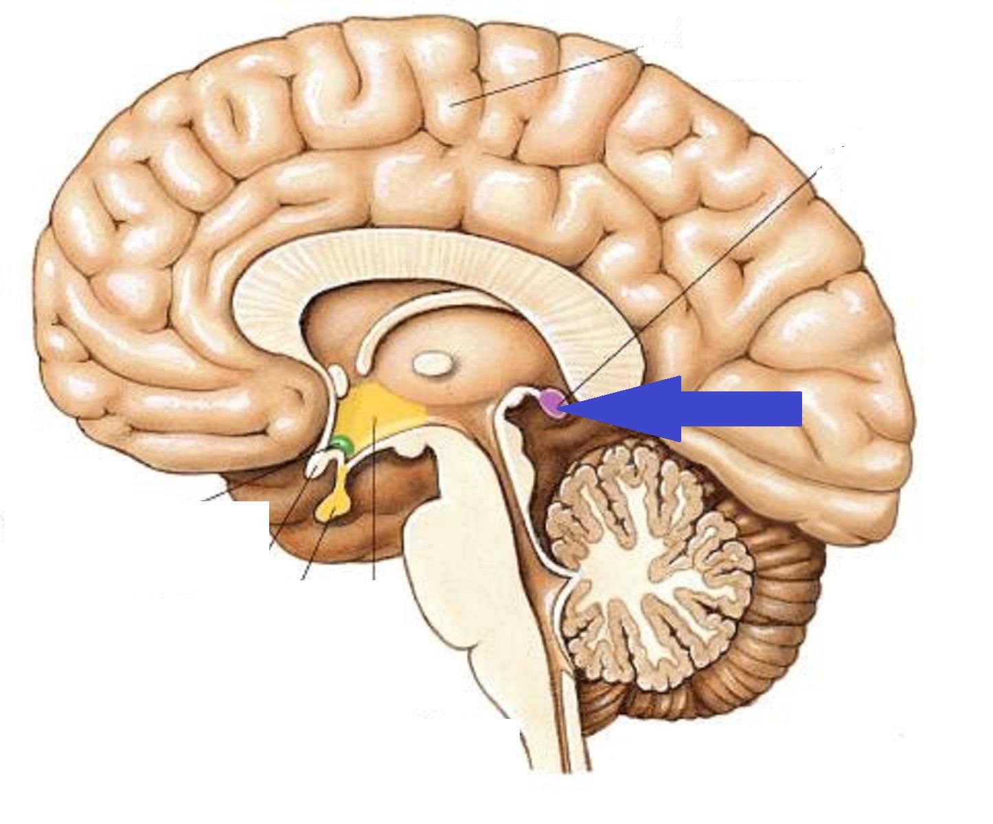 Glándula Pineal (Epífisis)