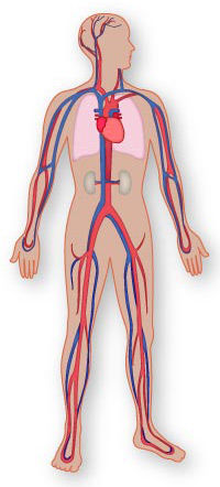 Sistema Cardiovascular