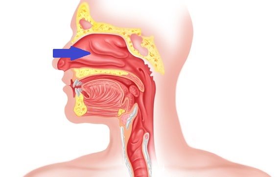Cavidad Nasal