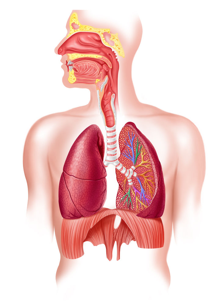 Sistema Respiratorio