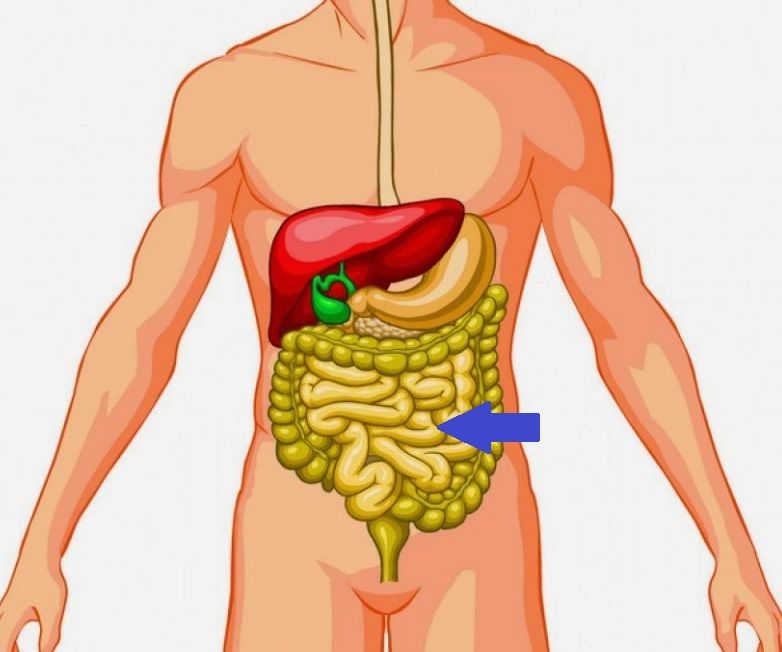 Intestino Delgado