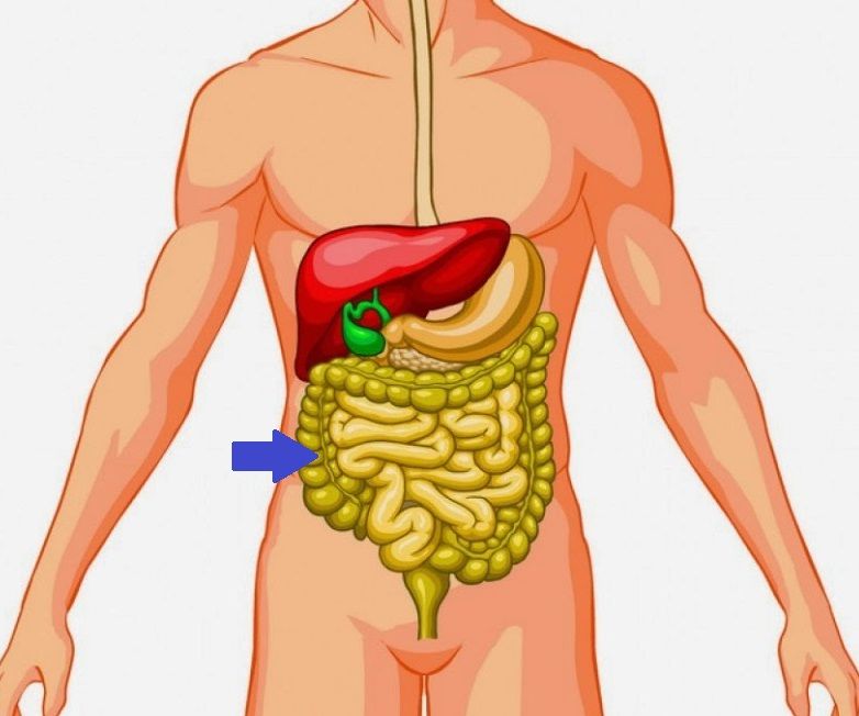 Intestino Grueso