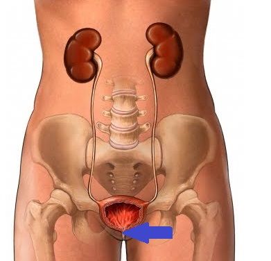 Uretra