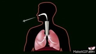 sistema respiratorio
