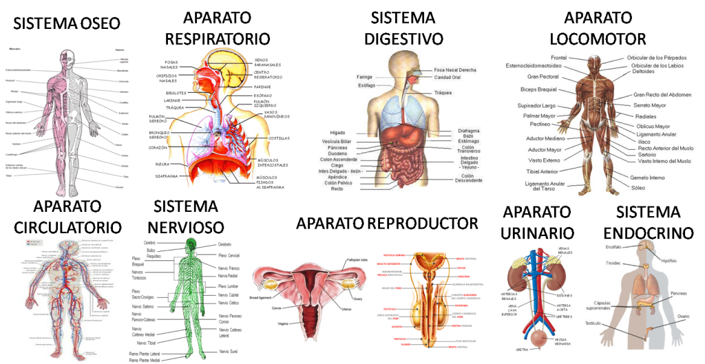 Biologia Humana