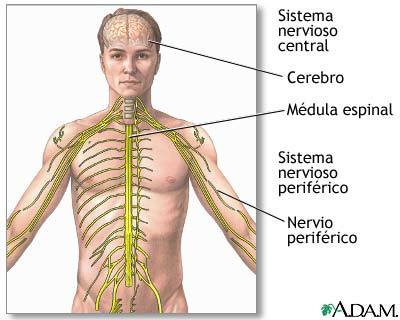 Sistema Nervioso