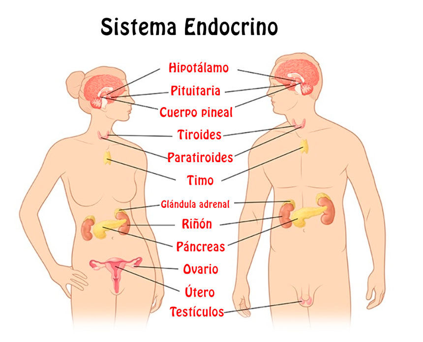 Aparato Endocrino