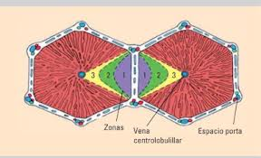 ORGANIZACIÓN HISTOLOGICA DEL HÍGADO