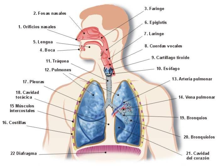Sistema Respiratorio