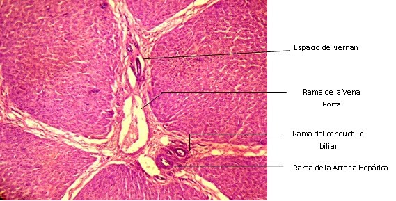 ORGANIZACIÓN HISTOLOGICA DEL HÍGADO