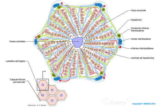 ORGANIZACIÓN HISTOLOGICA DEL HÍGADO