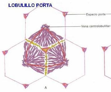 ORGANIZACIÓN HISTOLOGICA DEL HÍGADO