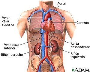 Sistema Circulatorio