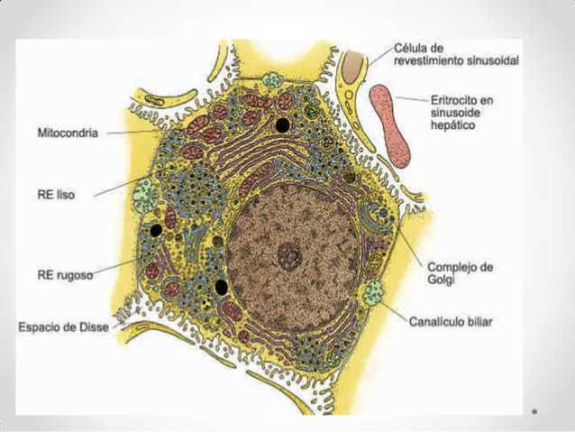 ORGANIZACIÓN HISTOLOGICA DEL HÍGADO