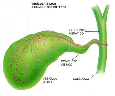 ORGANIZACIÓN HISTOLOGICA DEL HÍGADO