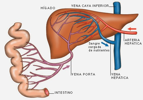 ORGANIZACIÓN HISTOLOGICA DEL HÍGADO