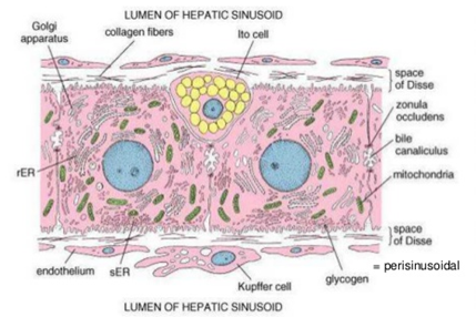 ORGANIZACIÓN HISTOLOGICA DEL HÍGADO