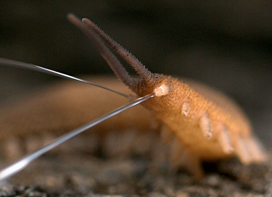 ONYCOPHORA